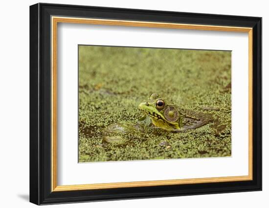 Southern Leopard Frog, Rana sphenocephala, Kentucky-Adam Jones-Framed Photographic Print