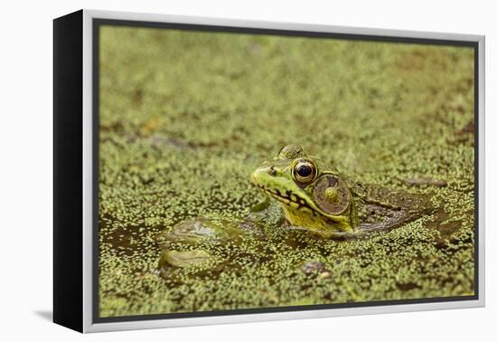 Southern Leopard Frog, Rana sphenocephala, Kentucky-Adam Jones-Framed Premier Image Canvas