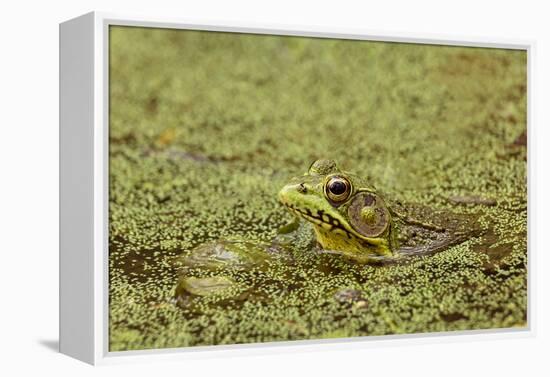 Southern Leopard Frog, Rana sphenocephala, Kentucky-Adam Jones-Framed Premier Image Canvas