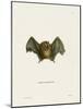 Southern Little Yellow-Eared Bat-null-Mounted Giclee Print