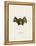 Southern Little Yellow-Eared Bat-null-Framed Premier Image Canvas