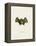 Southern Little Yellow-Eared Bat-null-Framed Premier Image Canvas