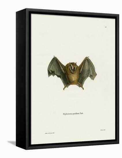 Southern Little Yellow-Eared Bat-null-Framed Premier Image Canvas