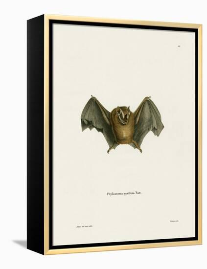 Southern Little Yellow-Eared Bat-null-Framed Premier Image Canvas