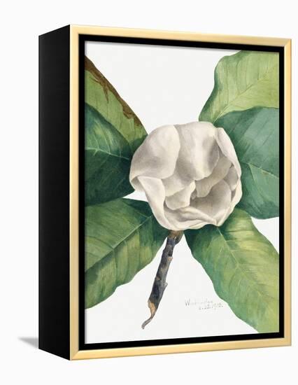 Southern Magnolia (1918)-Mary Vaux Walcott-Framed Premier Image Canvas