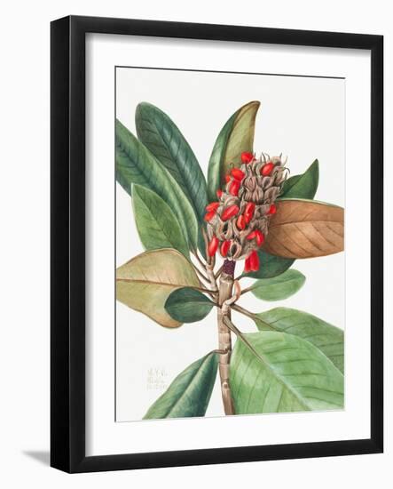 Southern Magnolia (1923)-Mary Vaux Walcott-Framed Photographic Print