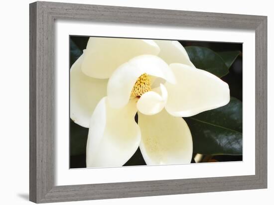 Southern Magnolia I-Alan Hausenflock-Framed Photographic Print