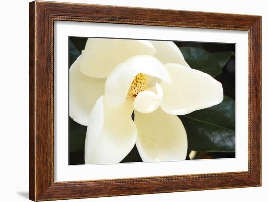 Southern Magnolia I-Alan Hausenflock-Framed Photographic Print
