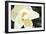 Southern Magnolia I-Alan Hausenflock-Framed Photographic Print