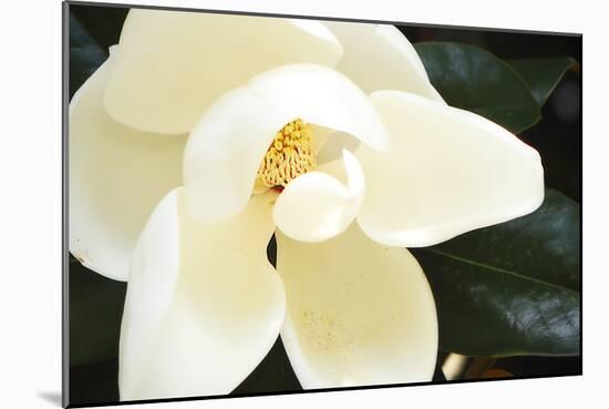 Southern Magnolia I-Alan Hausenflock-Mounted Photographic Print