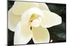 Southern Magnolia I-Alan Hausenflock-Mounted Photographic Print