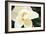 Southern Magnolia I-Alan Hausenflock-Framed Photographic Print