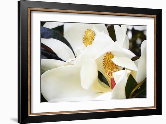 Southern Magnolia II-Alan Hausenflock-Framed Photographic Print