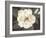 Southern Magnolia-Filippo Ioco-Framed Art Print