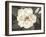Southern Magnolia-Filippo Ioco-Framed Art Print