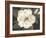 Southern Magnolia-Filippo Ioco-Framed Art Print