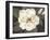 Southern Magnolia-Filippo Ioco-Framed Art Print