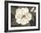 Southern Magnolia-Filippo Ioco-Framed Art Print