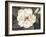 Southern Magnolia-Filippo Ioco-Framed Art Print