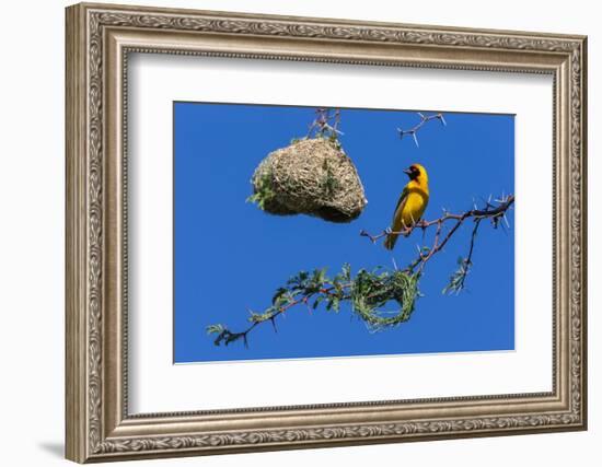 Southern masked weaver building nest, South Africa-Ann & Steve Toon-Framed Photographic Print