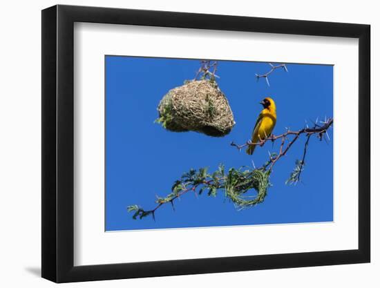 Southern masked weaver building nest, South Africa-Ann & Steve Toon-Framed Photographic Print