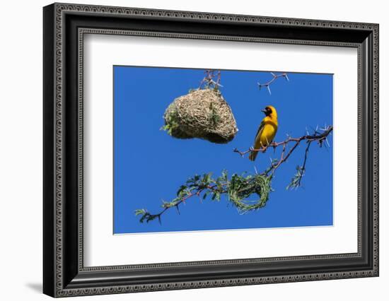 Southern masked weaver building nest, South Africa-Ann & Steve Toon-Framed Photographic Print