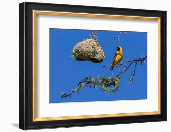 Southern masked weaver building nest, South Africa-Ann & Steve Toon-Framed Photographic Print