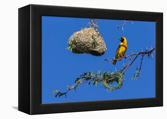 Southern masked weaver building nest, South Africa-Ann & Steve Toon-Framed Premier Image Canvas