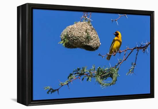 Southern masked weaver building nest, South Africa-Ann & Steve Toon-Framed Premier Image Canvas