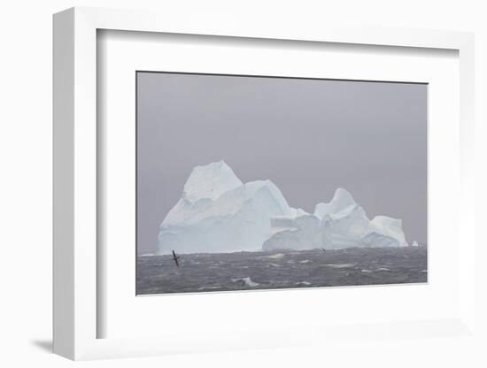 Southern Ocean, Antarctic. Giant Petrels Flying in Front of an Iceberg-Janet Muir-Framed Photographic Print