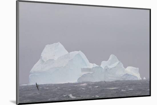 Southern Ocean, Antarctic. Giant Petrels Flying in Front of an Iceberg-Janet Muir-Mounted Photographic Print