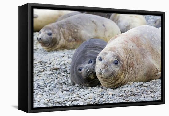 Southern Ocean, South Georgia. A female elephant seal and her pup lie together on the beach.-Ellen Goff-Framed Premier Image Canvas