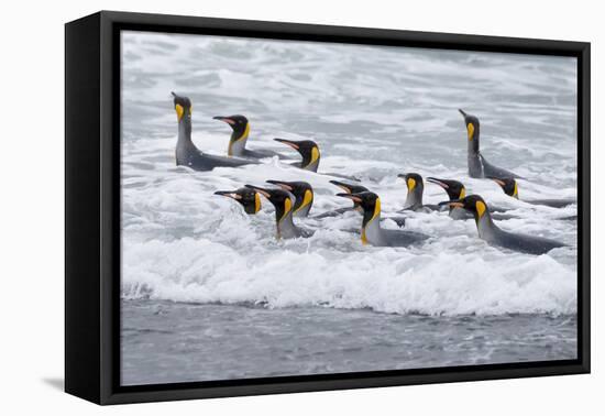 Southern Ocean, South Georgia. A group of king penguins bathe in the surf.-Ellen Goff-Framed Premier Image Canvas