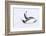 Southern Ocean, South Georgia. A king penguin flaps its flippers and vocalizes while lying down.-Ellen Goff-Framed Photographic Print