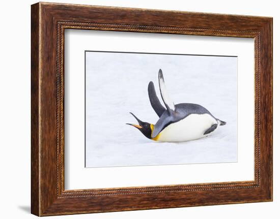 Southern Ocean, South Georgia. A king penguin flaps its flippers and vocalizes while lying down.-Ellen Goff-Framed Photographic Print