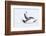 Southern Ocean, South Georgia. A king penguin flaps its flippers and vocalizes while lying down.-Ellen Goff-Framed Photographic Print