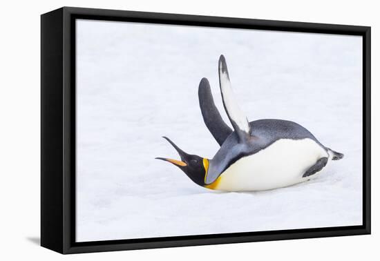 Southern Ocean, South Georgia. A king penguin flaps its flippers and vocalizes while lying down.-Ellen Goff-Framed Premier Image Canvas