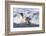 Southern Ocean, South Georgia. A king penguin surfs the waves to the shore.-Ellen Goff-Framed Photographic Print