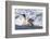 Southern Ocean, South Georgia. A king penguin surfs the waves to the shore.-Ellen Goff-Framed Photographic Print