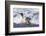 Southern Ocean, South Georgia. A king penguin surfs the waves to the shore.-Ellen Goff-Framed Photographic Print