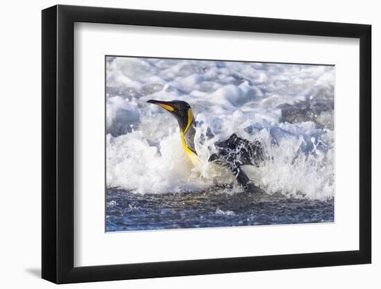 Southern Ocean, South Georgia. A king penguin surfs the waves to the shore.-Ellen Goff-Framed Photographic Print