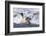 Southern Ocean, South Georgia. A king penguin surfs the waves to the shore.-Ellen Goff-Framed Photographic Print