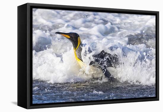 Southern Ocean, South Georgia. A king penguin surfs the waves to the shore.-Ellen Goff-Framed Premier Image Canvas