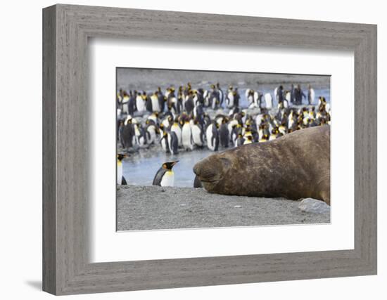 Southern Ocean, South Georgia. A large elephant seal bull lies in the midst of many penguins.-Ellen Goff-Framed Photographic Print