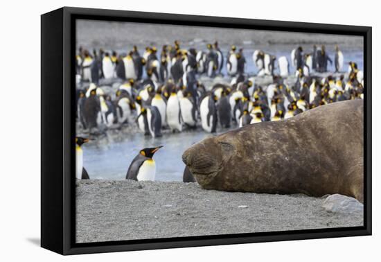 Southern Ocean, South Georgia. A large elephant seal bull lies in the midst of many penguins.-Ellen Goff-Framed Premier Image Canvas