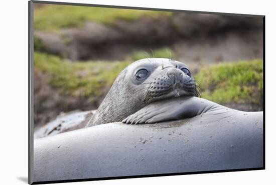 Southern Ocean, South Georgia. A young elephant seal mouths the flipper of another.-Ellen Goff-Mounted Photographic Print