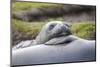 Southern Ocean, South Georgia. A young elephant seal mouths the flipper of another.-Ellen Goff-Mounted Photographic Print