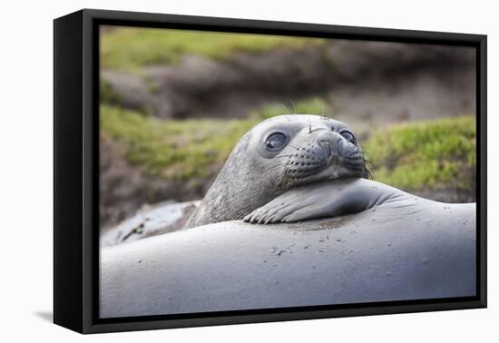 Southern Ocean, South Georgia. A young elephant seal mouths the flipper of another.-Ellen Goff-Framed Premier Image Canvas