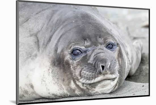 Southern Ocean, South Georgia. Headshot of an elephant seal weaner.-Ellen Goff-Mounted Photographic Print
