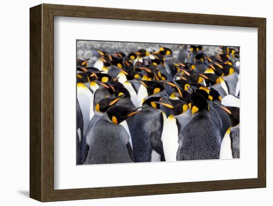 Southern Ocean, South Georgia. Picture of a group of king penguins.-Ellen Goff-Framed Photographic Print